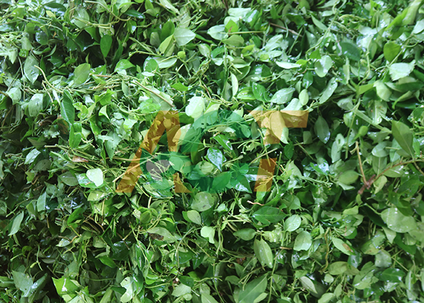 Cách sử dụng Dây thìa canh tươi
