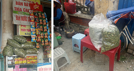 Dây thìa canh không rõ nguồn gốc