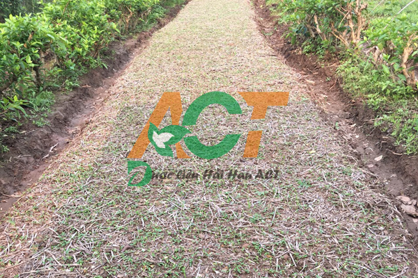 Cây giống dây thìa canh Hải Hậu