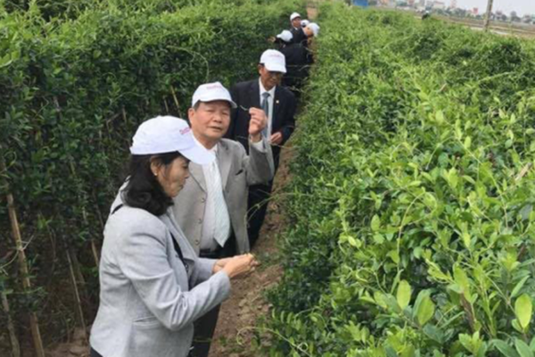 Người bênh tiểu đường đến Thăm quan vùng trồng dây thìa canh - HTX Dược liệu Hải Hậu ACT