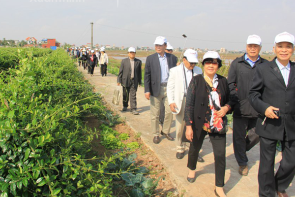 Thăm quan vùng trồng dây thìa canh - HTX Dược liệu Hải Hậu ACT