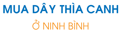 Mua dây thìa canh ở Ninh Bình