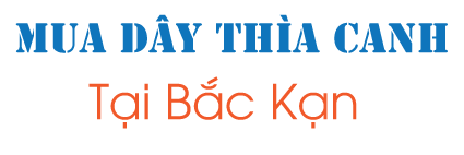 Mua dây thìa canh ở Bắc Kạn