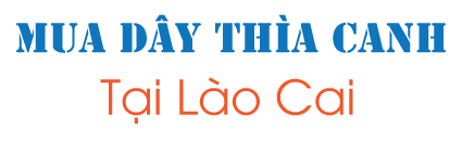 Mua dây thìa canh ở Lào Cai