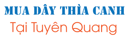 Mua dây thìa canh ở Tuyên Quang