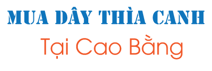 Mua dây thìa canh ở Cao Bằng