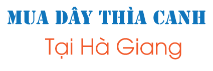 Mua dây thìa canh ở Hà Giang